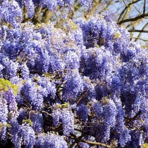 Blue Flowering Wisteria Live Plant – 2.5 inch Pot – Fragrant Climbing Vine Outdoor - Image 5