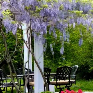 Blue Flowering Wisteria Live Plant – 2.5 inch Pot – Fragrant Climbing Vine Outdoor - Image 7