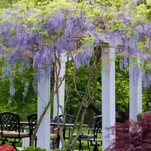 Blue Flowering Wisteria Live Plant – 2.5 inch Pot – Fragrant Climbing Vine Outdoor - Image 9