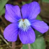 Blue Garden Violet Live Plant (Viola papilionacea) - Bare-root Rhizomes - Image 1