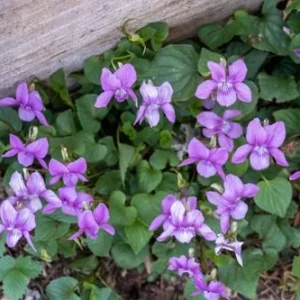 Blue Garden Violet Live Plant (Viola papilionacea) - Bare-root Rhizomes - Image 2