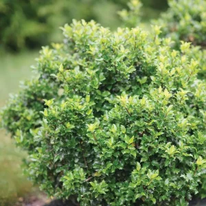 Blue Holly Live Plant - Evergreen Shrub, 4 inch Pot, Outdoor - Image 2