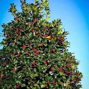 Blue Holly Shrub Live Plant - Ilex - 4 inch Pot - Outdoor Evergreen - Image 3