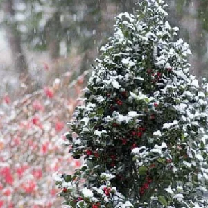 Blue Holly Shrub Live Plant - Ilex - 4 inch Pot - Outdoor Evergreen - Image 6