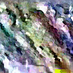 Blue Hopi Indian Flint Flour Corn Seeds 200 Count Organic Heirloom Garden - Image 2