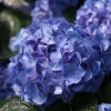 Blue Jangles Reblooming Hydrangea Live Plant – 4 inch Pot – Outdoor Shrub - Image 1