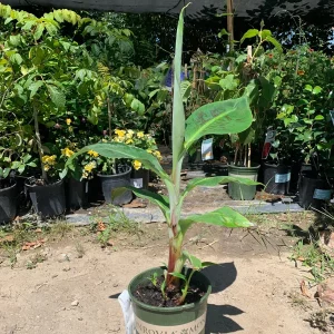 Blue Java Banana Live Plant - Ice Cream Banana Tree - 1 Foot Tall, 6 inch Pot - Image 1