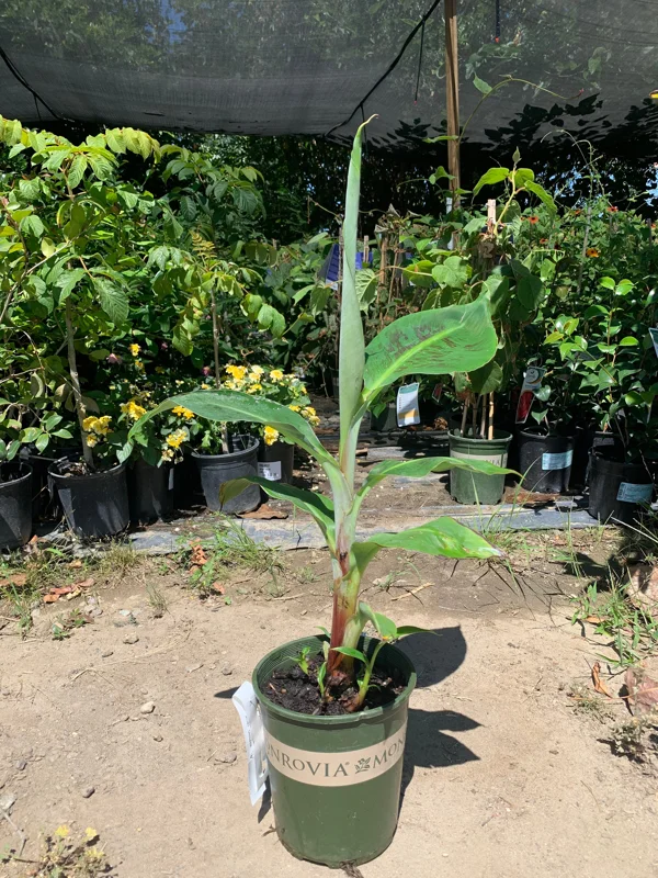 Blue Java Banana Live Plant - Ice Cream Banana Tree - 1 Foot Tall, 6 inch Pot - Image 1