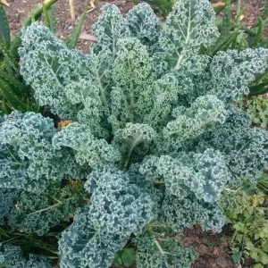Blue Kale Live Plant in 4 Inch Pot - Hardy Vegetable for Garden - Image 1