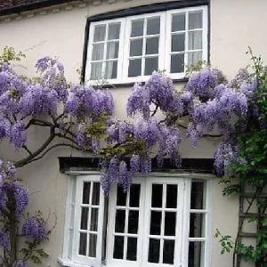 Blue Moon Wisteria Vine Live Plant - Fragrant Blooms - 4 Inch Pot - Outdoor - Image 2