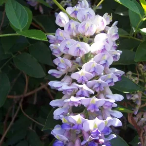 Blue Moon Wisteria Vine Live Plant - Fragrant Blooms - 4 Inch Pot - Outdoor - Image 1