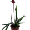 Blue Oil Fern Live Plant - 4 inch Hanging Basket - Indoor Tropical Fern - Image 1