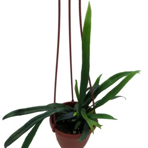 Blue Oil Fern Live Plant - 4 inch Hanging Basket - Indoor Tropical Fern - Image 2