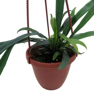 Blue Oil Fern Live Plant - 4 inch Hanging Basket - Indoor Tropical Fern - Image 3
