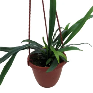 Blue Oil Fern Live Plant - 4 inch Hanging Basket - Indoor Tropical Fern - Image 4