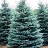 Blue Spruce Live Plant - 1 ft Tall Colorado Blue Spruce Tree - Outdoor Evergreen - Image 1