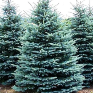 Blue Spruce Live Plant - 1 ft Tall Colorado Blue Spruce Tree - Outdoor Evergreen - Image 1