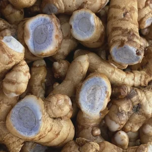 Blue Turmeric Rhizomes for Planting - Fresh Live Root for Growing - Image 1