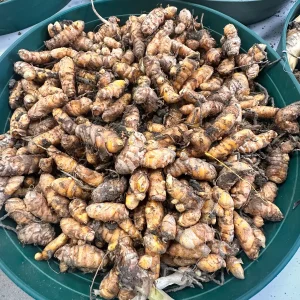 Blue Turmeric Rhizomes for Planting - Fresh Live Root for Growing - Image 8