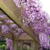 Blue Wisteria Sinensis Live Plant 12-18" Tall in 2.5" Pot - Fragrant Flowering Vine - Image 1
