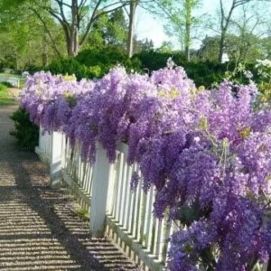 Blue Wisteria Sinensis Live Plant 12-18