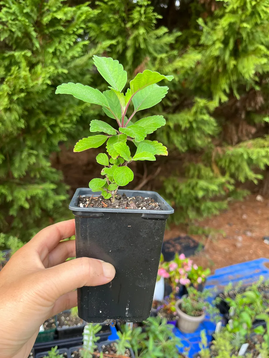 Bluebeard Caryopteris Live Plant - Easy-to-Grow Perennial Shrub for Pollinators - Image 10