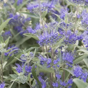 Bluebeard Caryopteris Live Plant - Easy-to-Grow Perennial Shrub for Pollinators - Image 2