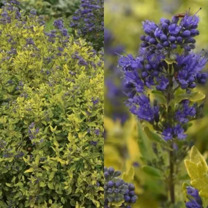 Bluebeard Caryopteris Live Plant - Easy-to-Grow Perennial Shrub for Pollinators - Image 3