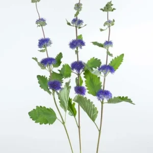 Bluebeard Caryopteris Live Plant - Easy-to-Grow Perennial Shrub for Pollinators - Image 4