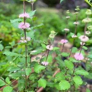 Bluebeard Caryopteris Live Plant - Easy-to-Grow Perennial Shrub for Pollinators - Image 5