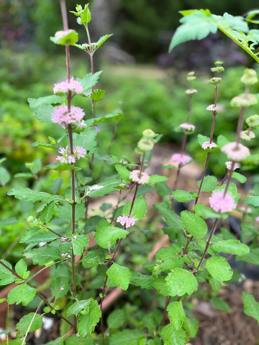 Bluebeard Caryopteris Live Plant - Easy-to-Grow Perennial Shrub for Pollinators - Image 5