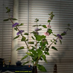 Bluebeard Caryopteris Live Plant - Easy-to-Grow Perennial Shrub for Pollinators - Image 7