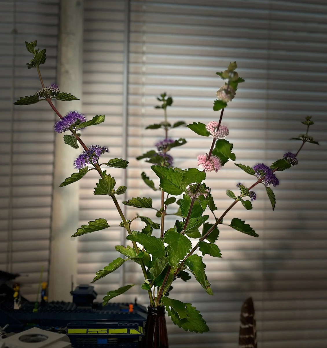 Bluebeard Caryopteris Live Plant - Easy-to-Grow Perennial Shrub for Pollinators - Image 7