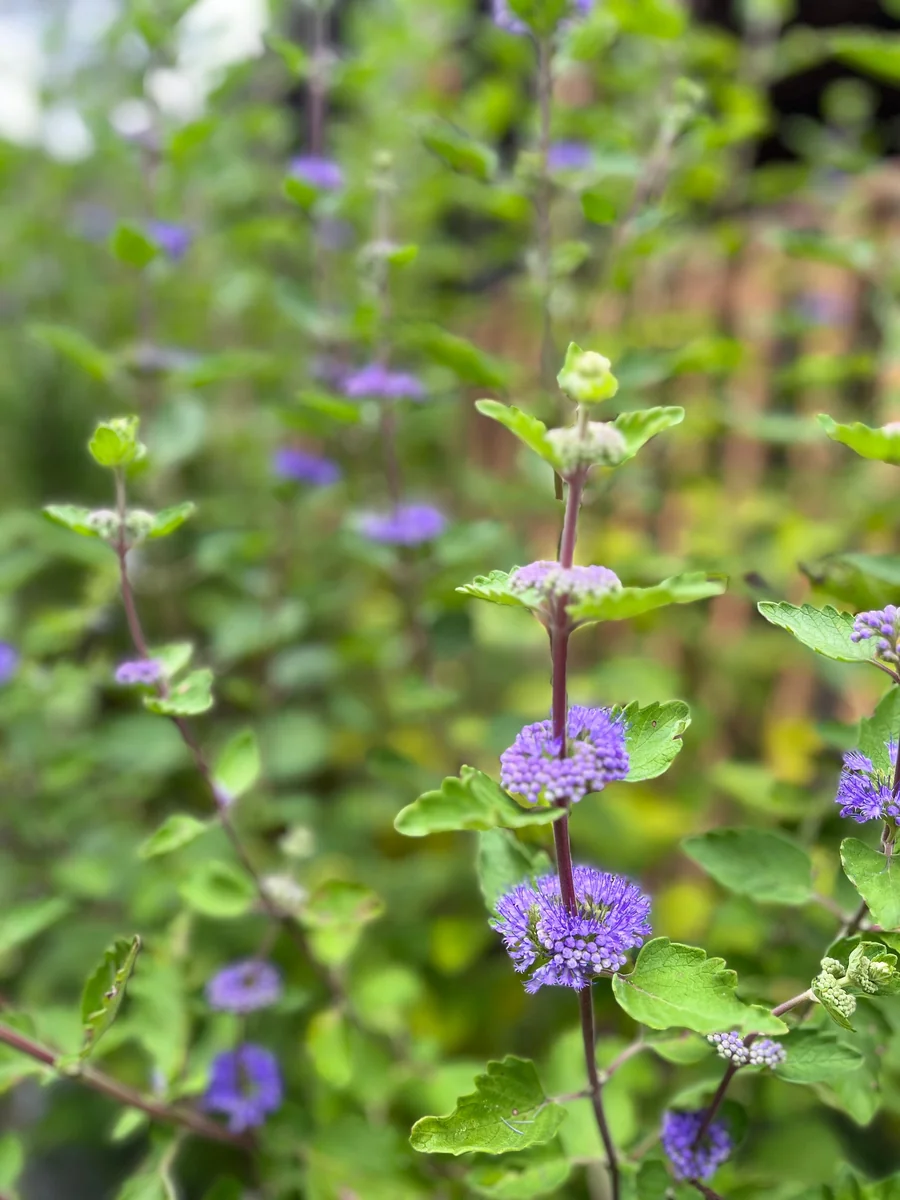 Bluebeard Caryopteris Live Plant - Easy-to-Grow Perennial Shrub for Pollinators - Image 8
