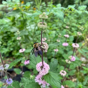 Bluebeard Caryopteris Live Plant - Easy-to-Grow Perennial Shrub for Pollinators - Image 9