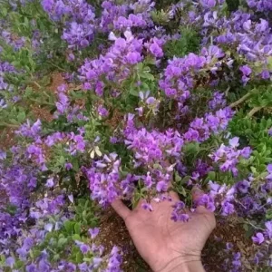 Bluebelle Flower Live Plant – 3 Gallon Pot – 2 feet Tall – Outdoor Perennial - Image 1