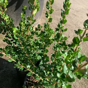 Blueberry Guava Live Plant (Luma Apiculata) - 1 Gallon Pot - Chilean Myrtle Shrub - Image 2