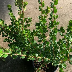 Blueberry Guava Live Plant (Luma Apiculata) - 1 Gallon Pot - Chilean Myrtle Shrub - Image 3