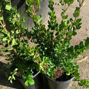 Blueberry Guava Live Plant - Luma Apiculata, 2 ft Tall, 3 Gallon Pot - Image 4