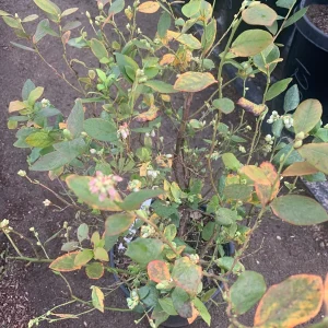 Blueberry 'Rebel' Southern Highbush Live Plant 2 ft tall 1 Gallon Pot - Image 2