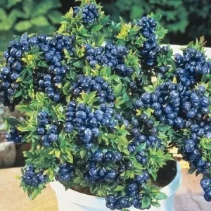 Blueberry Top Hat Live Plant - 1 ft Tall - Edible Berry Bush in 6 inch Pot - Image 1