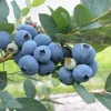 Bluecrop Northern Highbush Blueberry Plants - 5 Bare Root, 2 Year Old, Sweet Mid-Season Berries - Image 1
