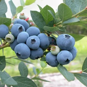 Bluecrop Northern Highbush Blueberry Plants - 5 Bare Root, 2 Year Old, Sweet Mid-Season Berries - Image 1