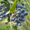 Bluejay Northern Highbush Blueberry Live Plant - 1 Quart Size, 10-12 inch Bare Root - Image 1