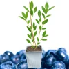 Blueray Blueberry Live Plant - 10-12" Tall - Sweet Mid-Season Highbush Berry Bush - Cold Hardy, Self-Fertile - Image 1