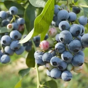 Blueray Blueberry Live Plant - 10-12