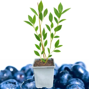Blueray Blueberry Live Plant - 10-12" Tall - Sweet Mid-Season Highbush Berry Bush - Cold Hardy, Self-Fertile - Image 1