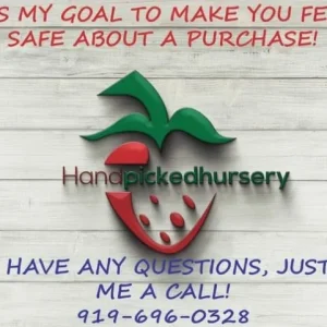 Blueray Blueberry Live Plant - 10-12