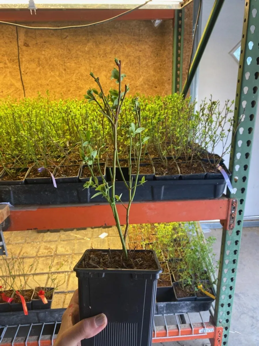 Blueray Northern Highbush Blueberry Live Plant - 1 Quart Pot - 10-12 inch Bare Root - Image 4
