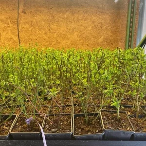 Blueray Northern Highbush Blueberry Live Plant - 1 Quart Pot - 10-12 inch Bare Root - Image 5